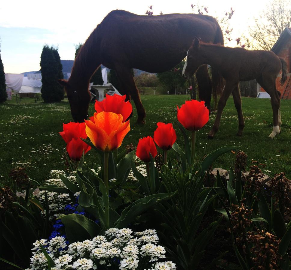 Ranch Terra Hotel Irinovac Luaran gambar